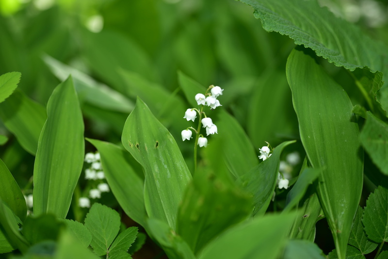 convallaria majalis, freshness, fragrance, beauty in nature, springtime, selective focus, flowering plant, close-up, petal, sweet, maieriesli, poisonous plant