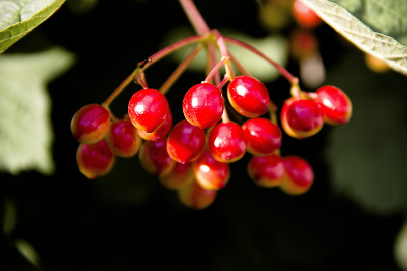 garden, fruit, therapeutic, branch, red, hanging, sour, bush, outdoors, growth, close-up, nature, leaves, focus on foreground, tree, trees, wellbeing, cherry tree