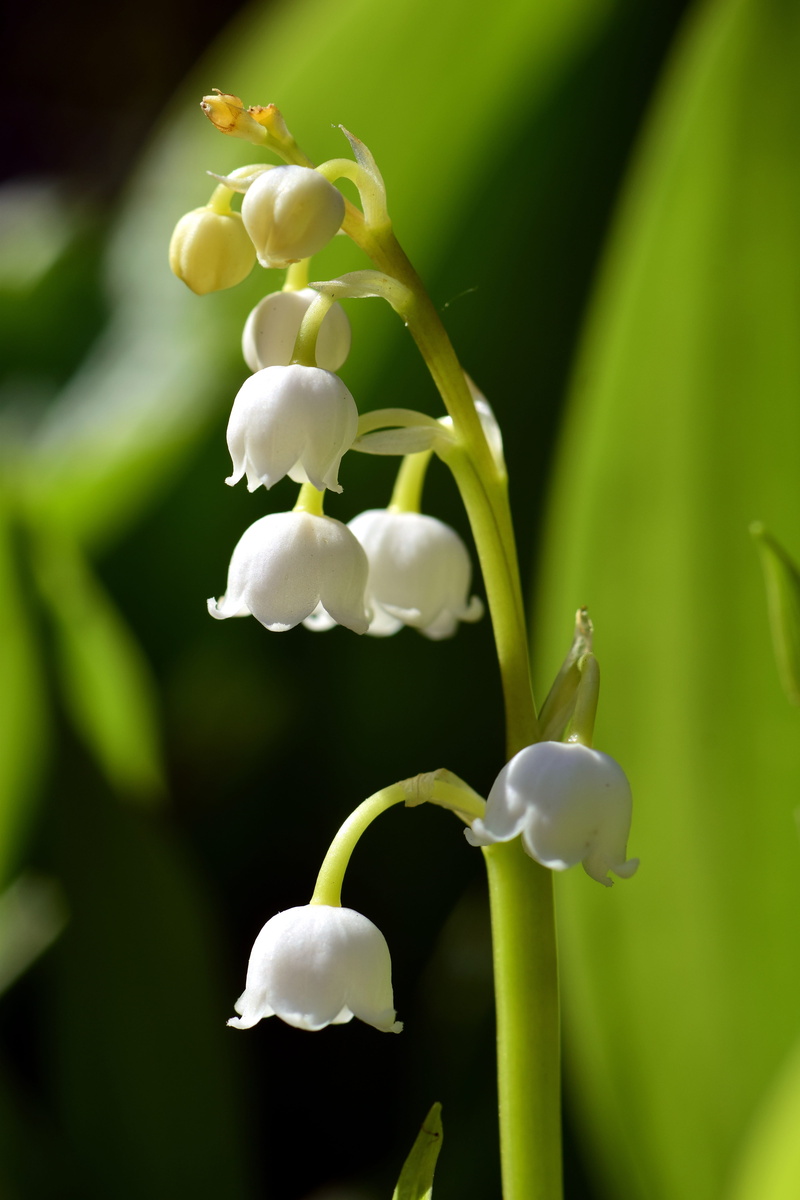 lily, leaf, macro, freshness, green Color, poisonous plant, therapeutic drug, flower white, growth, blossom, springtime, focus on foreground, White, nature