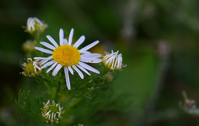 hell, flower, yellow, beautiful, petal, therapeutic, fragility, beauty in nature, daisy, no people, inflorescence, vulnerability, white, tee, flowering plant