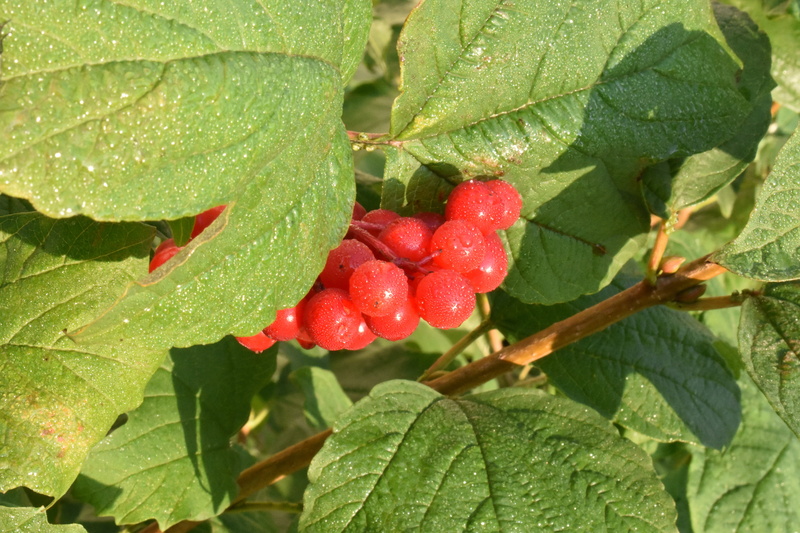therapeutic, leaves, leaf, day, wellbeing, ripe, nature, viburnum, garden, beauty in nature, fruit, raindrop, plant part, outdoors, food, growth, no people