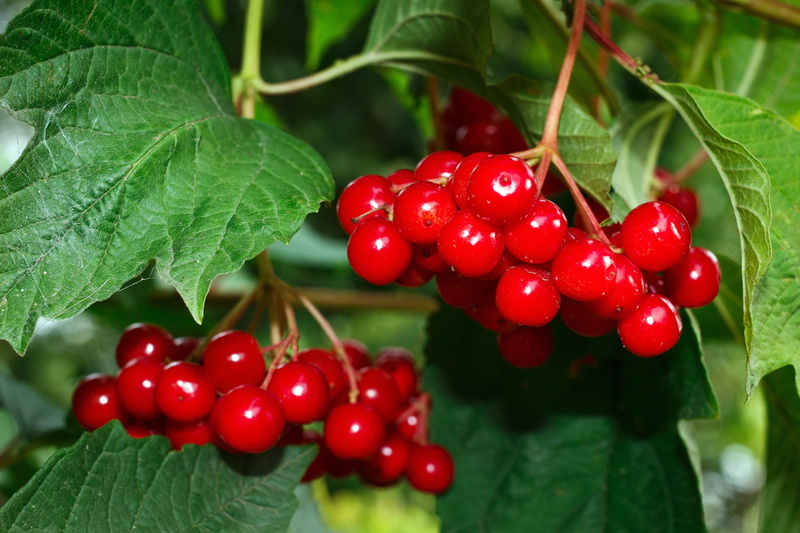 bush, red, plant part, ripe, closeup, 5K, cherry tree, viburnum, no people, freshness, berry fruit, berry, green color, garden, photo, close-up, food