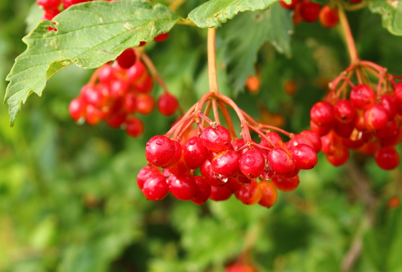 rowanberry, freshness, plant part, leaf, bush, day, growth, fruit, therapeutic, viburnum, tree, 4K, beauty in nature, ripe, outdoors, red, focus on foreground