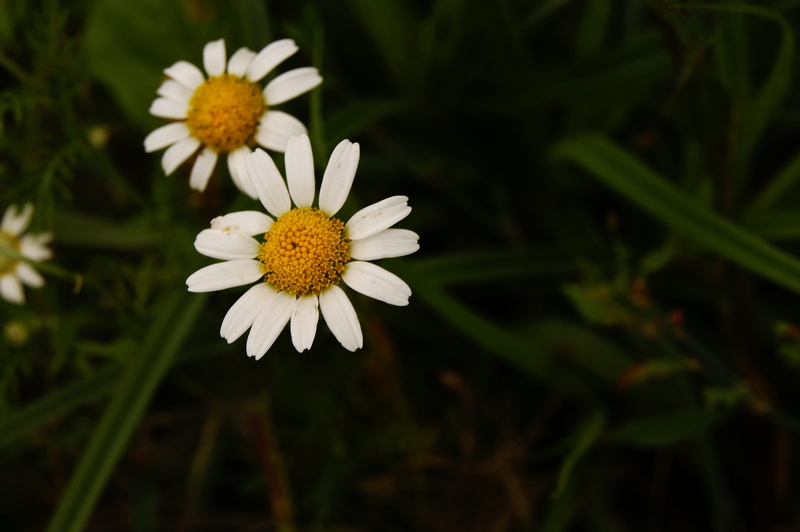 inflorescence, growth, white color, focus on foreground, flowers, white, closeup, therapeutics, flower, summer, herbs, flowering plant, chamomile, petal