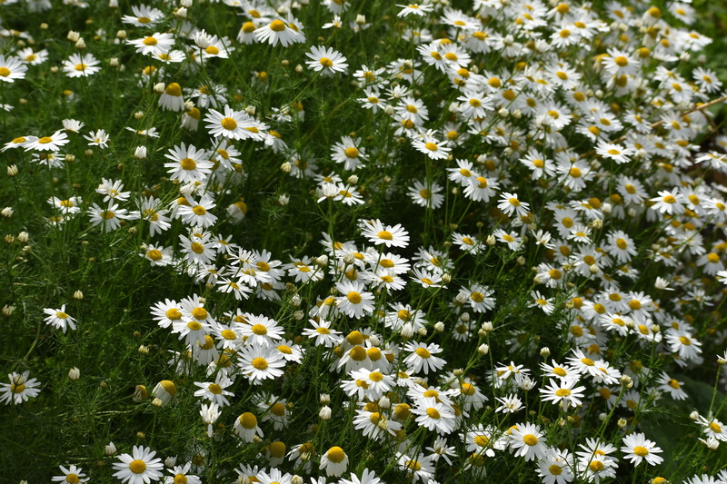 flowering plant, white, day, flowerbed, drug, high angle view, no people, flowers, chamomile, petal, inflorescence, natural, white color, fragility, yellow