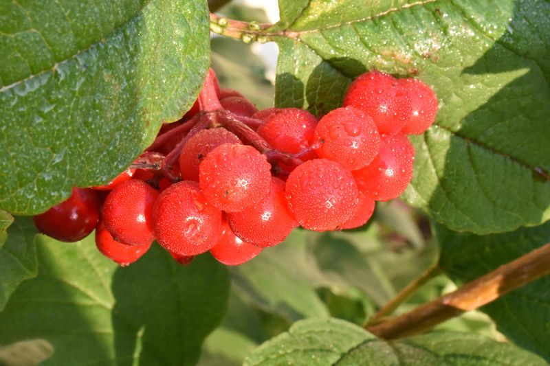 berry, outdoors, green color, no people, freshness, plant part, food and drink, food, 5K, close-up, dew, viburnum, wellbeing, autumn, leaves, leaf, red