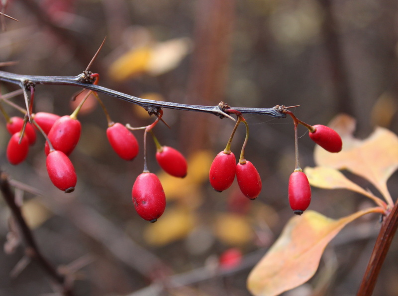 cherries, organic, focus on foreground, branch, tree, health, berry fruit, autumn, barberry, ripe, photography, bush, freshness, food, growth, agriculture