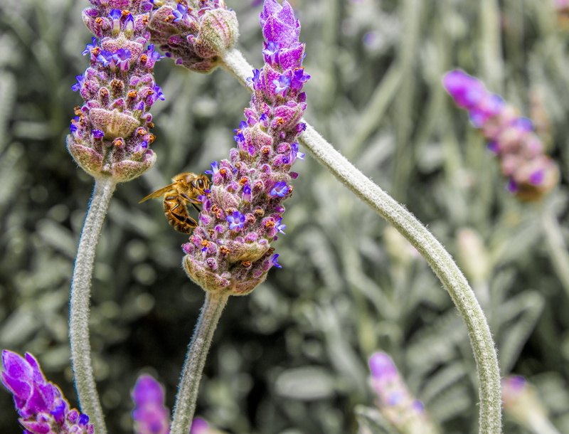 freshness, fauna, bee, flower head, purple, bug, pollination, day, animal themes, animal wildlife, insect, nature, flora, flowering plant, therapeutic