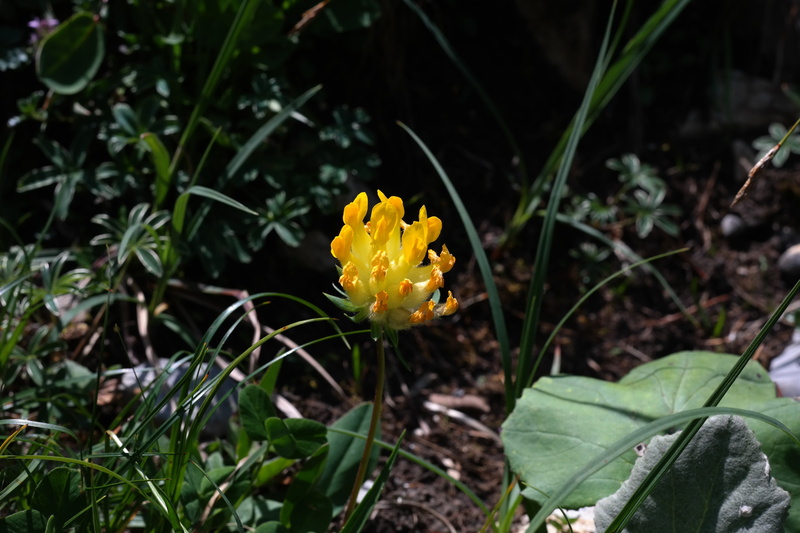 rabbit clover, anthyllis, white cat clover, bärenpratzen, taubenkröpferl, inflorescence, plant part, common kidney vetch, schafszähn, wool dress, frauenschuhli