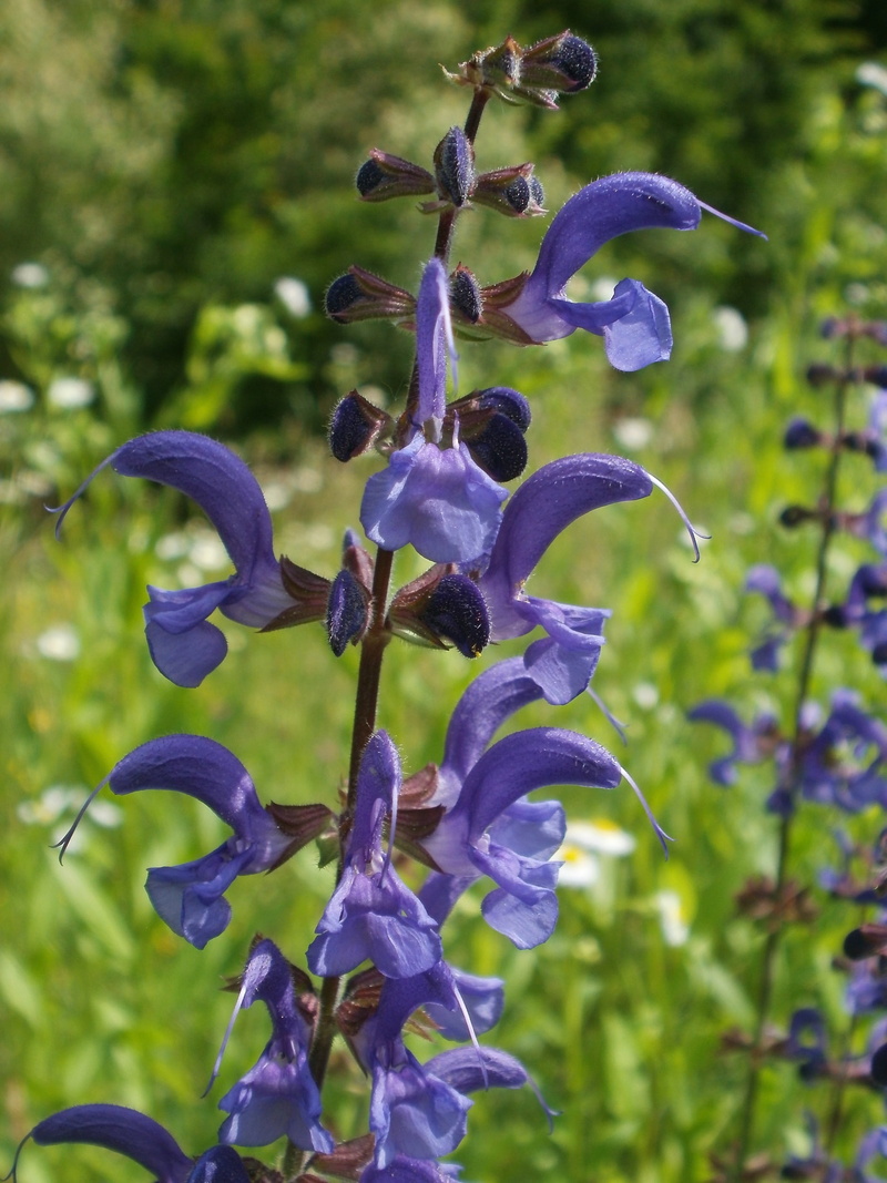 purity, nature, plant stem, macro, flower head, day, growth, iris - plant, petal, salvia pratensis, beauty in nature, meadow clary, focus on foreground