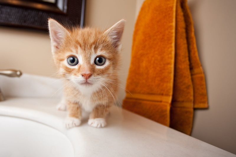 fur, animal, kitten, cute, feline, mammal, looking, 720P, indoors, orange, small, pets, Introducing, tabby, domestic Cat, white, domestic Animals, young