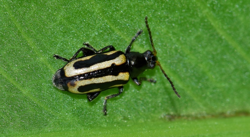 animals in the wild, no people, leaf, nature, agasicles hygrophila, introduced species, alligatorweed, full length, biology, alligatorweed flea beetle