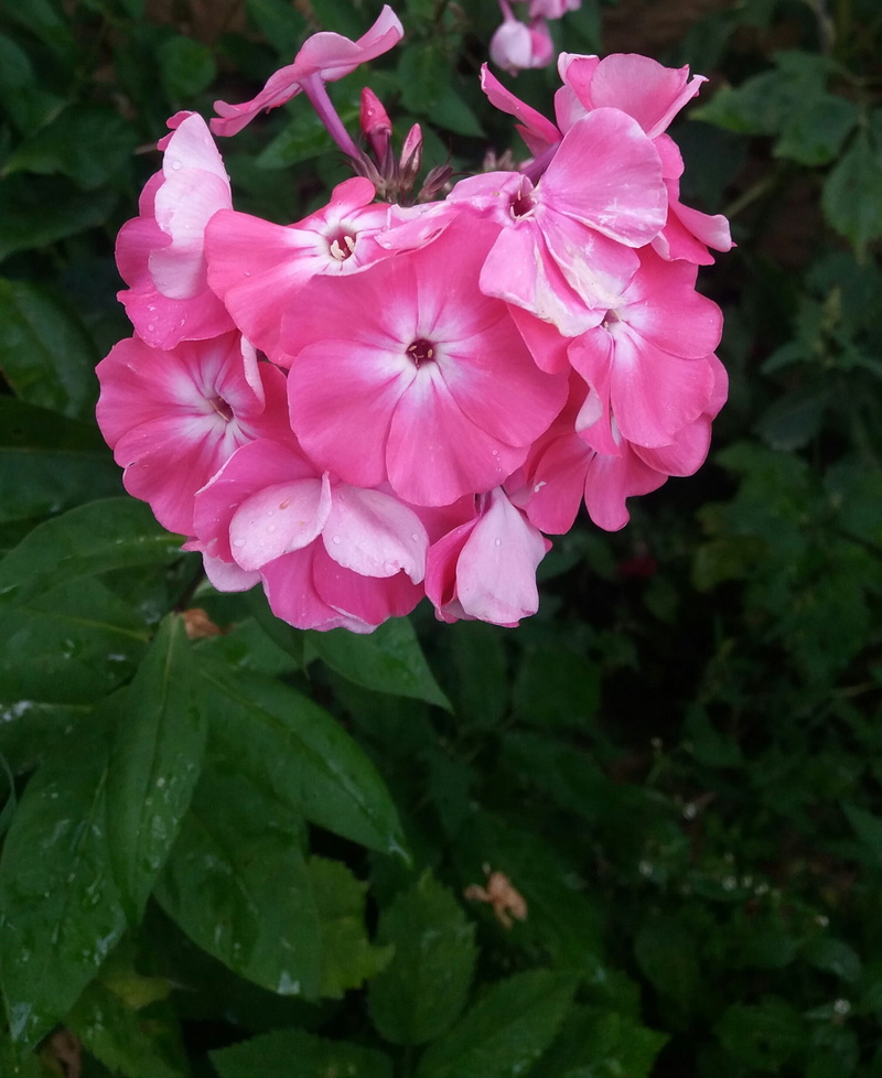 close-up, 1080P, leaf, introduced, kvity, landscape, petal, day, flower head, pink, freshness, vulnerability, plant, flower, no people, summer, growth
