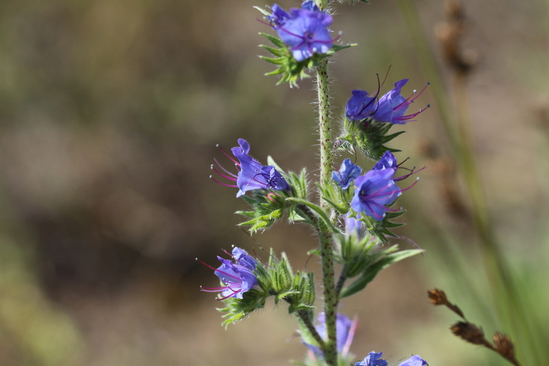 selective focus, outdoors, springtime, botany, close-up, vulnerability, blue devil, vipers-grass, growth, nature, vipers bugloss, stamens, petal, fragility