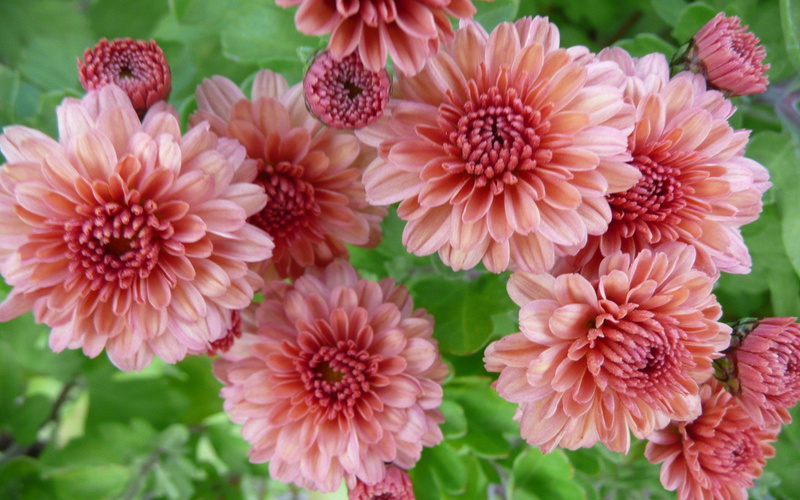 2K, flowers, varieties, bright, chrysanthemum, new, introduced, colors, color, orange, year