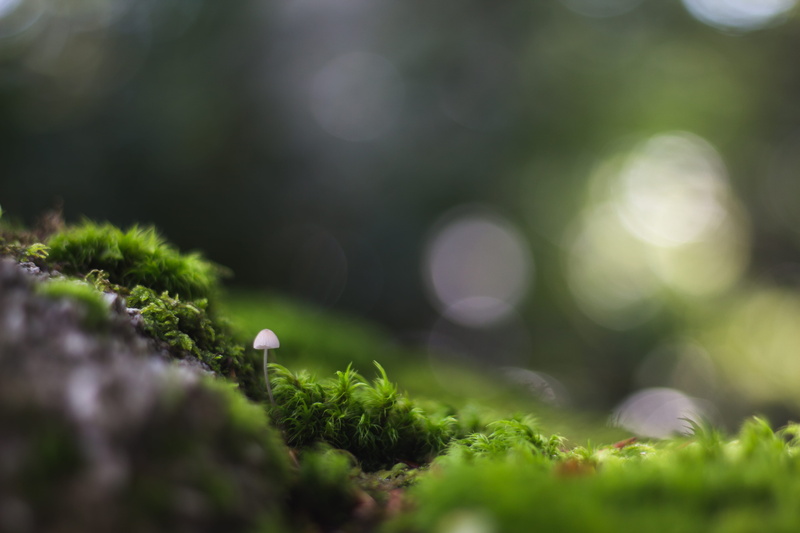 green color, close-up, 5K, plant, white, lonely, toadstool, near, outdoors, no people, forest, nature, mushroom, tiny, tilt, fun guy, vegetable, beauty in nature