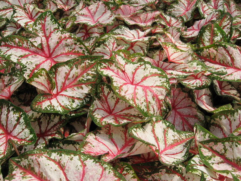 green, white, red, plant, 2K, many, caladium, leaf, flowers