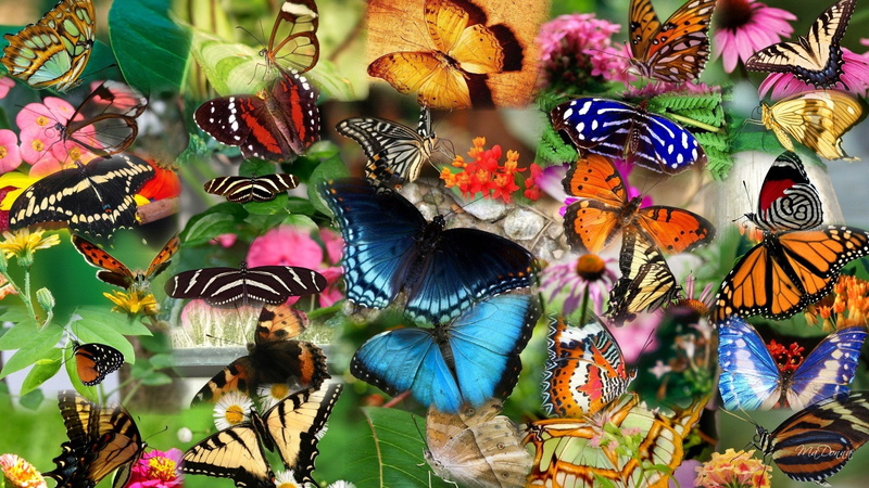 Collage, Many, Insect, 1080P, Butterfly