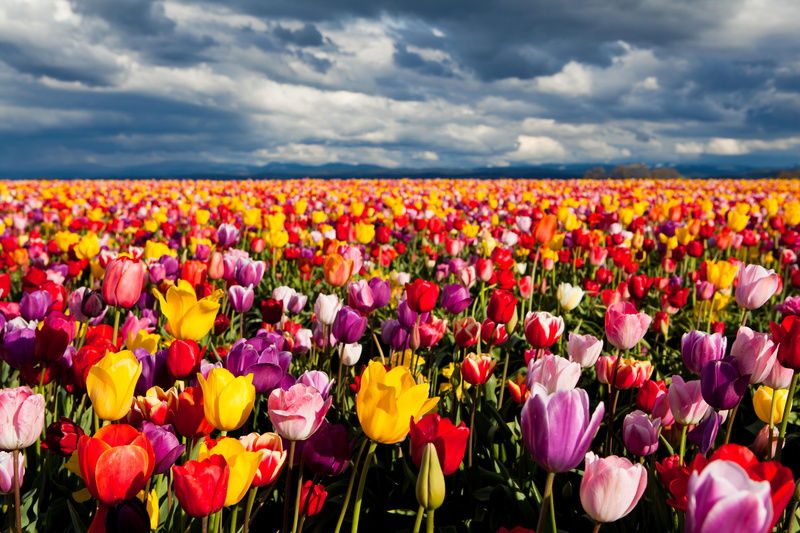 horizon, nature, flowers, tulips, many, 5K, fields