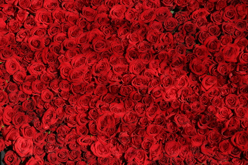 abundance, rose, nature, 2K, decoration, many, abstract, shape, textured, day, wedding, illustration, pattern, petal, valentines Day - Holiday, vibrant color