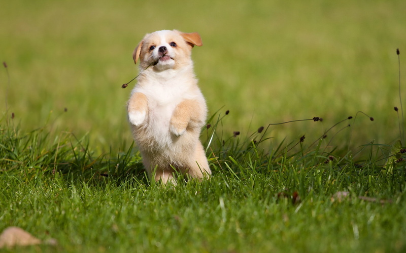 2K, Dog, background, puppy
