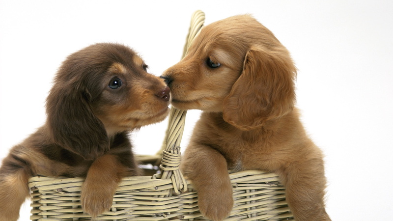 1080P, animals, hd, puppy, basket, dogs