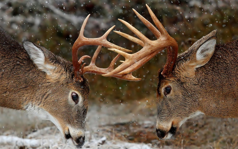 Rivalry, fight, 1080P, Deer, horns