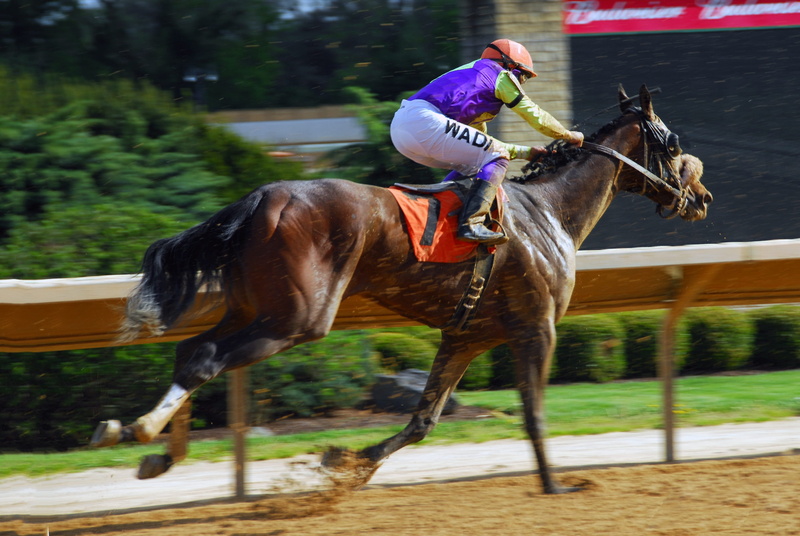 compete, mammal, one animal, animal, Horse Racing, Competition, 2K, vertebrate, fast, race, gamble, sport, animal themes, real people, ride, horse, pets