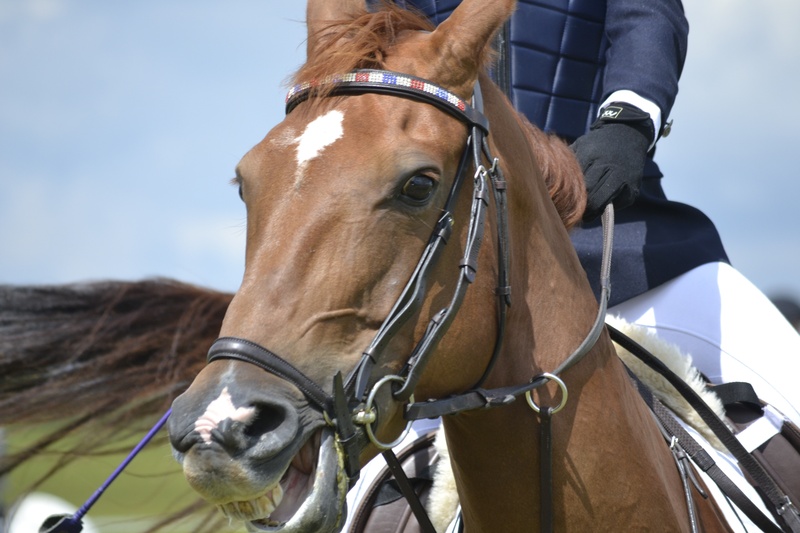 day, vertebrate, equestrian, animal themes, 4K, motion, brown, compete, domestic animals, domestic, animal head, horse, one animal, working animal, competing