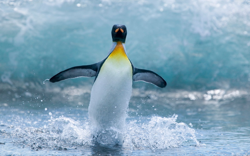 birds, wildlife, 1080P, nature, penguins, water, splashes, cyan, yellow, animals, closeup