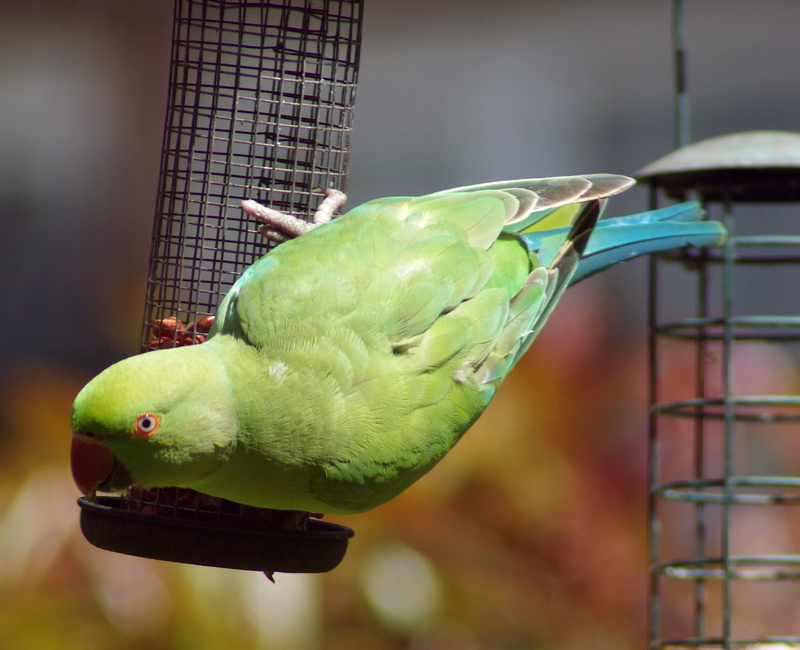 colourful, green color, one animal, no people, budgerigar, ring-necked, parakeet, animal wildlife, tropical, vertebrate, 2K, animal, metal, focus on foreground