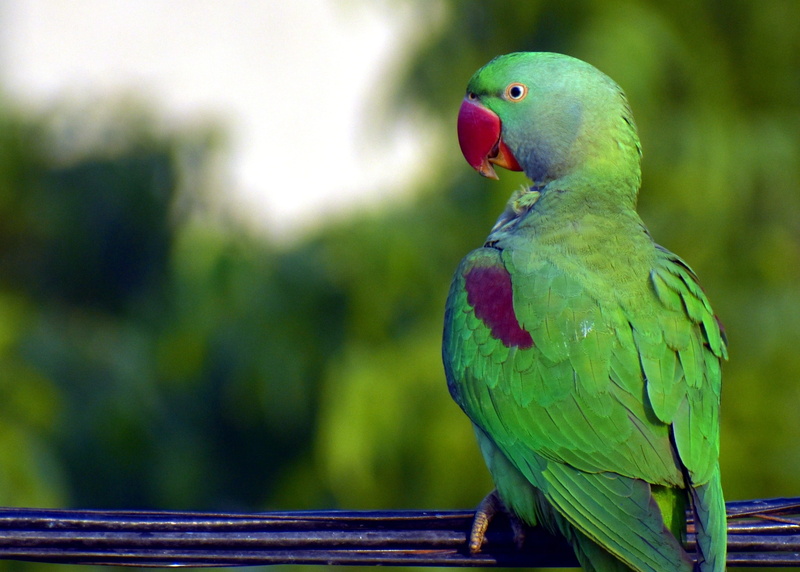 full length, 2K, parakeet, perching, ring-necked, animals in the wild, beauty in nature, green, close-up, nature, red beak, animal wildlife, no people