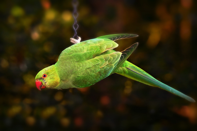 nature, head, green color, full length, tail feathers, exot, no people, one animal, focus on foreground, plumage, outdoors, eye, close-up, animal wildlife