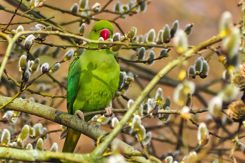 animals in the wild, pasture, düsseldorf, green color, animal themes, small parrot parakeet, perching, animal, cute, day, growth, animal world, nature