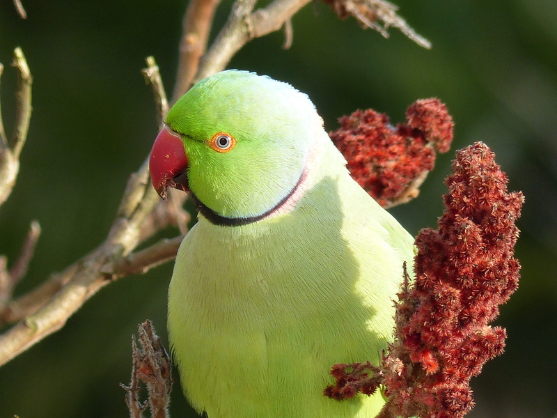close-up, beauty in nature, green, perching, parrot, one animal, animal, bird, rhus, nature, outdoors, day, animals in the wild, focus on foreground, 4K