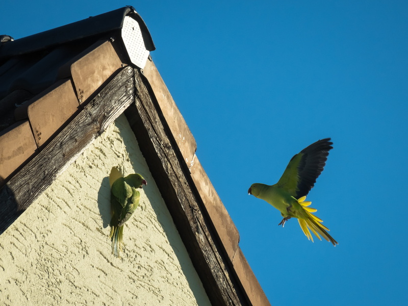 parrot, day, sky, 2K, gable, entertain, necked parakeet, animal wildlife, low angle view, plumage, building exterior, talk, architecture, clear sky, colorful