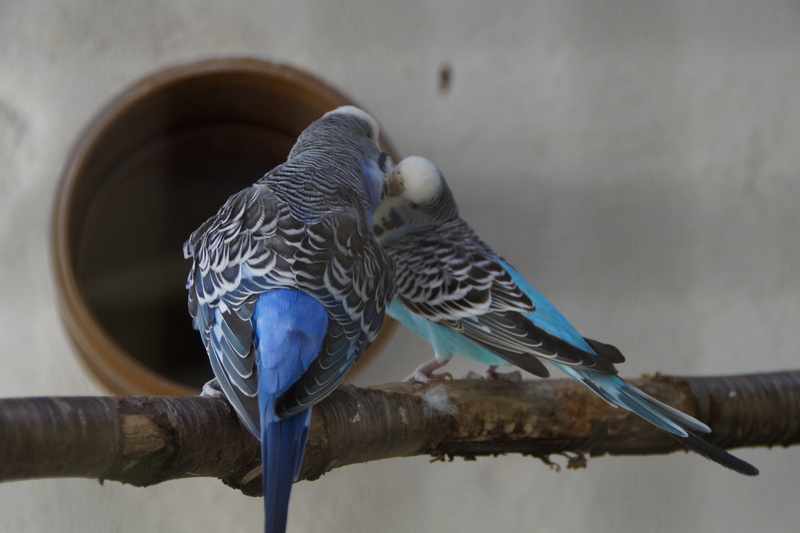 nature, parrot, 5K, perching, friendship, parakeets, two, kiss, affection, animal themes, love, close-up, two animals, birds, branch, day, togetherness