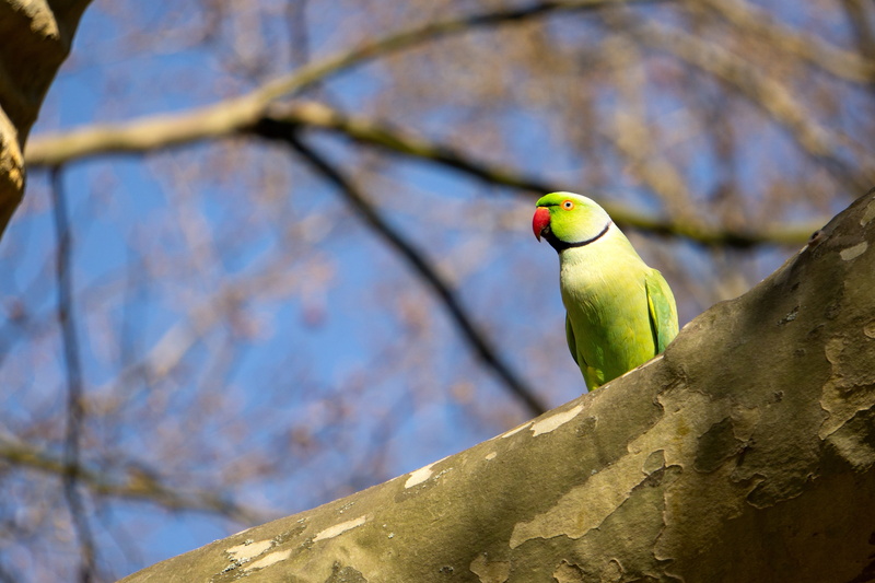 tropical, tree, no people, plumage, parakeet, ziervogel, feather, parrot, plant, noble parakeet, animal world, animal wildlife, nature, bird, small alexander parakeet