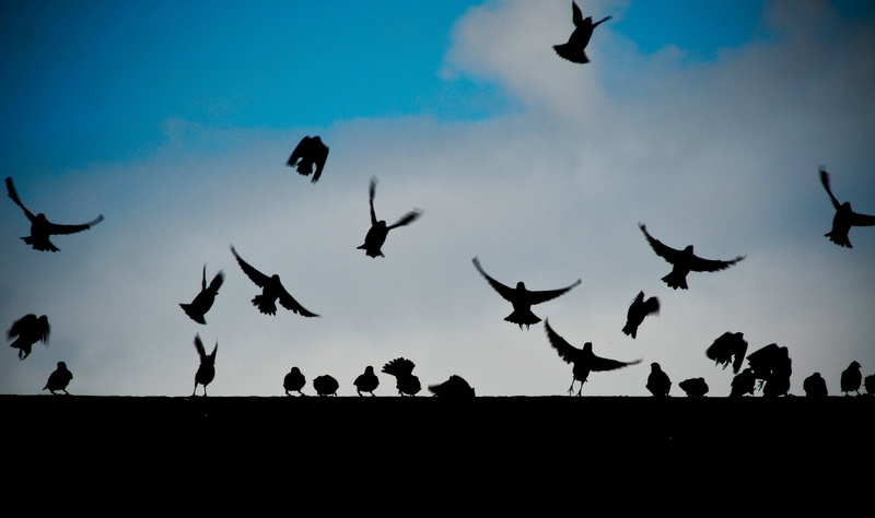 white, flock of birds, animal themes, day, 4K, marine, large group of animals, dark, ominous, animal, fly, clouds, mid-air, birds, silhouette, cloud - sky