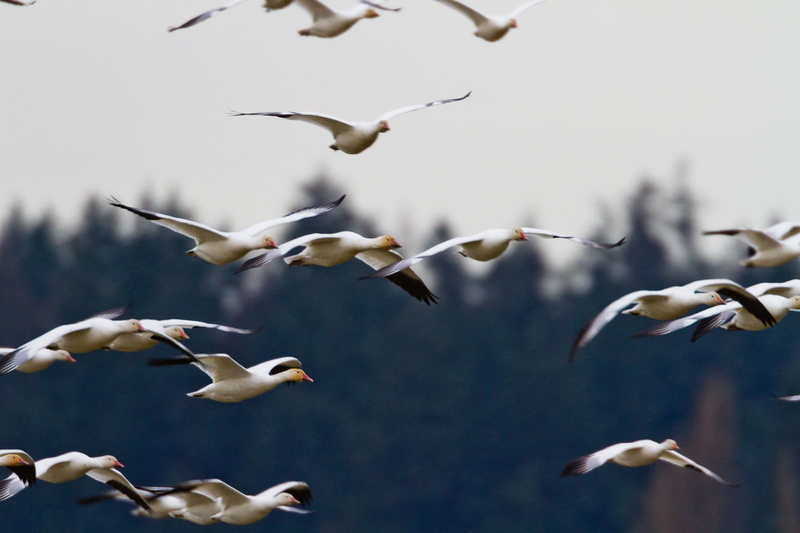 black, fly, no people, feather, seagull, nature, flock of birds, flying, large group of animals, beauty in nature, clouds, bird, sky, group of animals