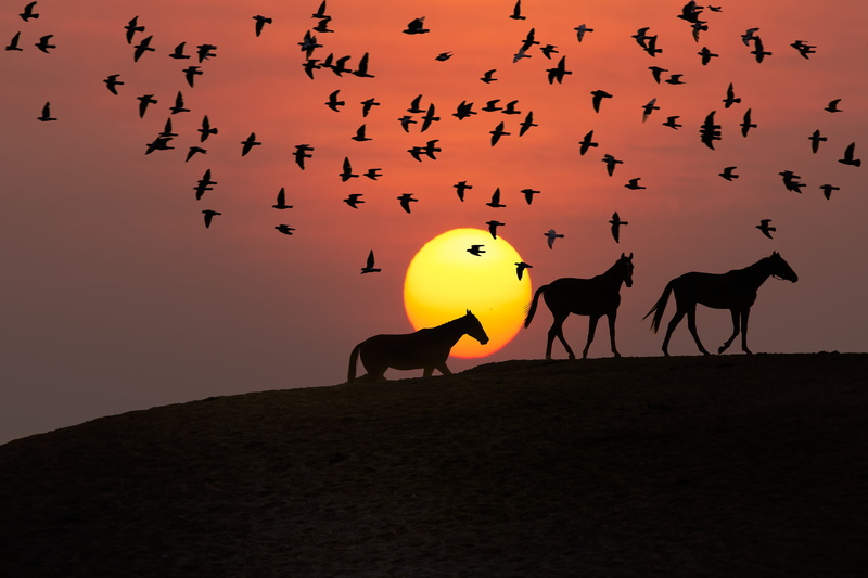 5K, sunset, flock of birds, bird, golden, bird silhouette, orange color, domestic animals, flock, illuminated, large group of animals, animal, animal themes