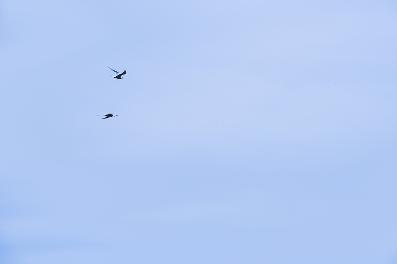 one animal, birds, flying, day, low, clear, plane, bird, animals, no people, backgrounds, nature, 4K, animal, photo, blue, silhouette, mode of transportation