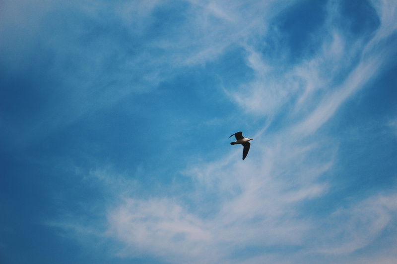 sky, animals in the wild, animal wildlife, animal, 5K, one animal, day, white, nature, zoology, low angle view, outdoors, Seagull, fly, cloud, vertebrate