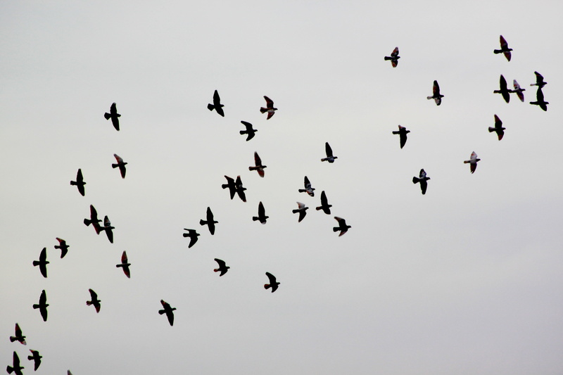 pigeon, day, group of animals, vertebrate, large group of animals, spread wings, animal themes, nature, flock of birds, animal, flying, low angle view