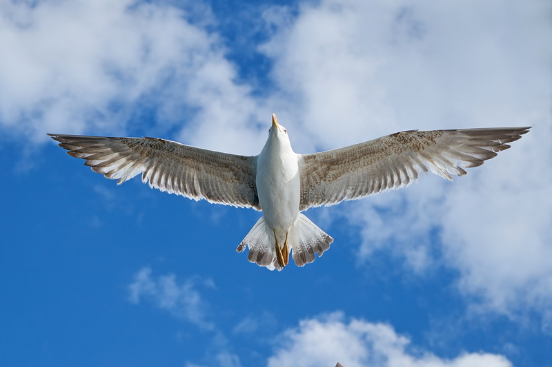 white color, sky, nature, istanbul, day, low angle view, wings, to migrate, landscape, animal themes, cloud - sky, beauty in nature, animals in the wild