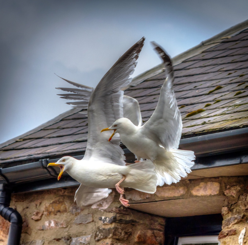 spread wings, animal themes, low angle view, seagull, birds, flapping, group of animals, building exterior, day, seagulls, animal wildlife, flying, fighting