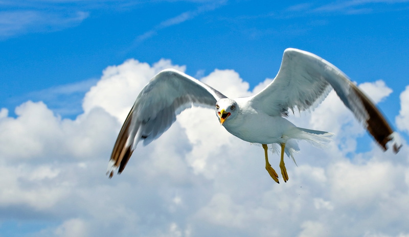 sea birds, vertebrate, animal themes, animal, flying, one animal, no people, animal body part, animals in the wild, spread wings, seagull, water bird, sky