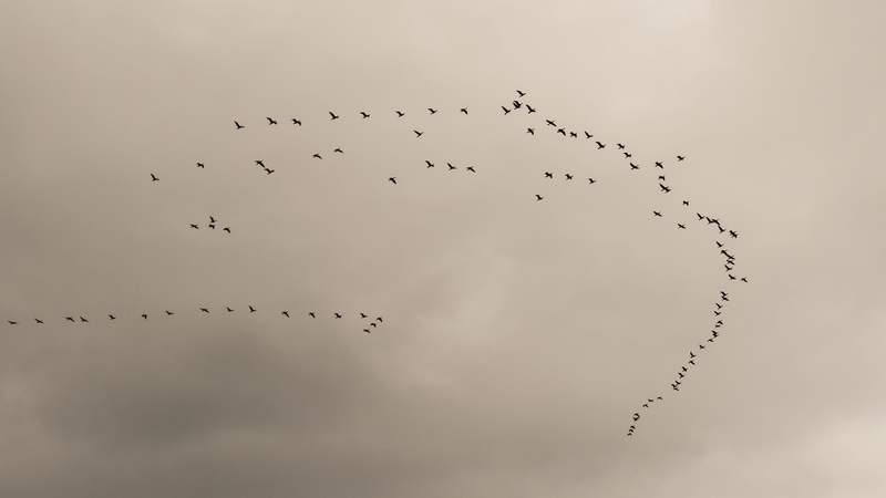 animal themes, 4K, winter, group, flock, animal wildlife, large group of animals, outdoors, nature, birds, swarm, mid-air, gray, migration, bird, wildlife