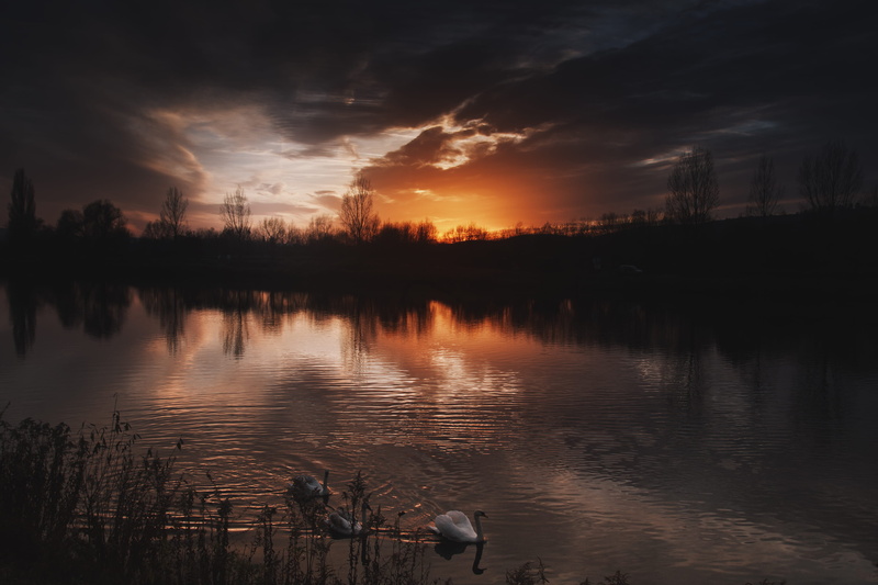nature, orange color, grass, sunrise, non-urban scene, background, tree, lake, ducks, sky, outdoors, animal, body, near, distant, cloud - sky, water, no people