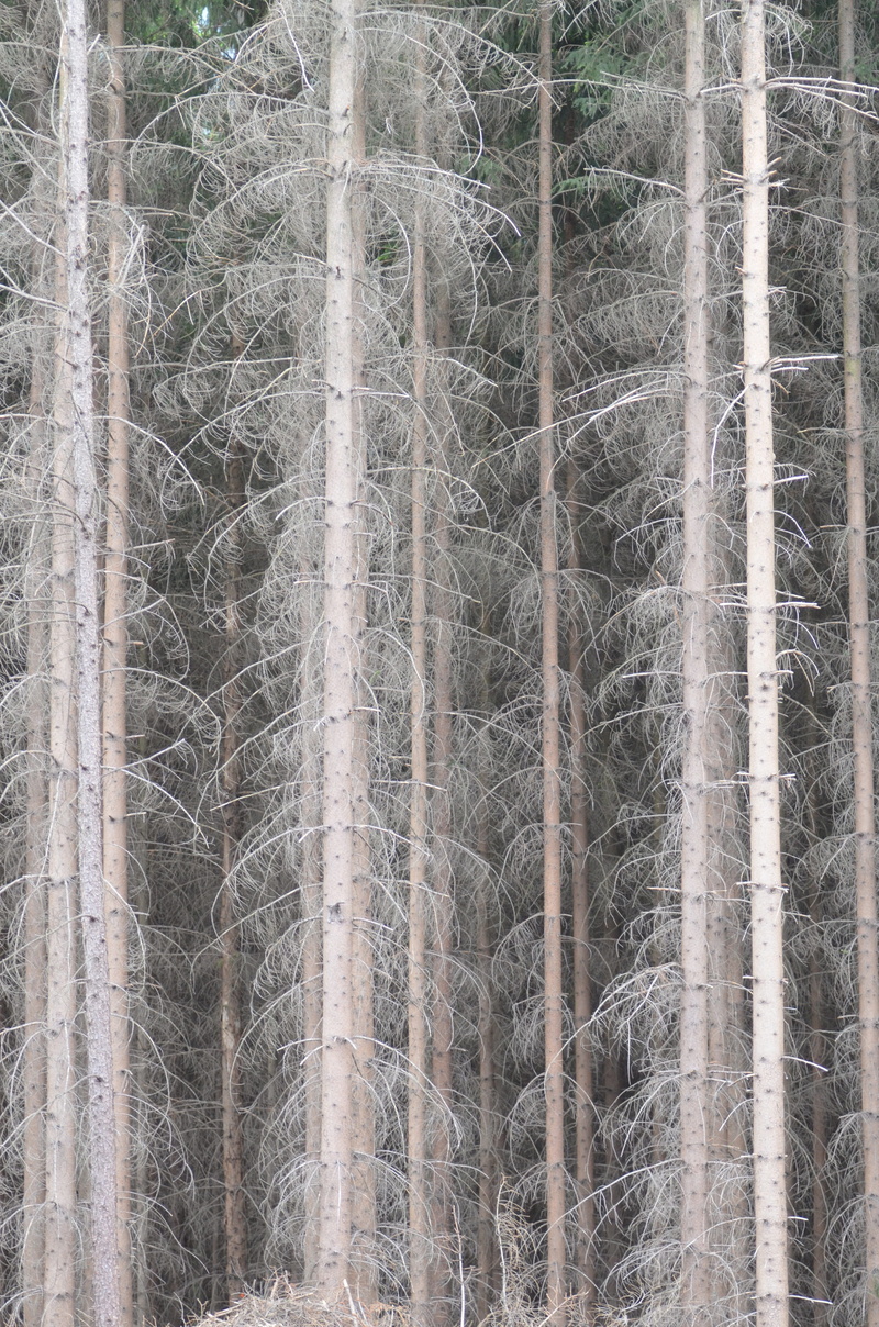 nature, winter, outdoors, 4K, close-up, window, architecture, tourism, forest, moravia, calamity, ecology, czech, environment, extraction, czech republic